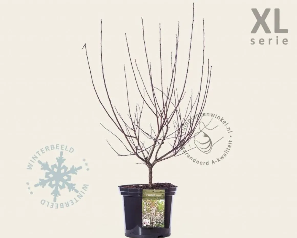 Prunus cistena - XL