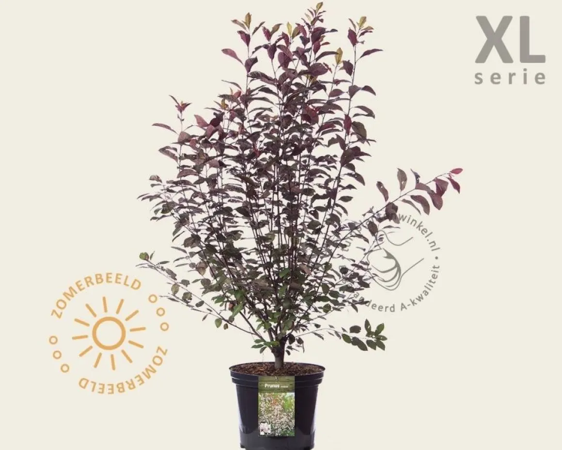 Prunus cistena - XL