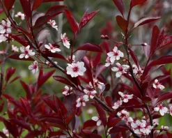 Prunus cistena - XL