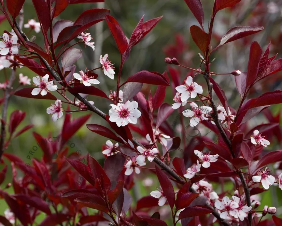 Prunus cistena - XL