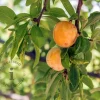 Prunus domestica 'Aprimera' - mini