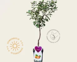 Prunus domestica 'Aprimera' - mini