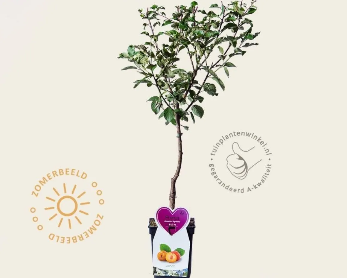 Prunus domestica 'Aprimera' - mini
