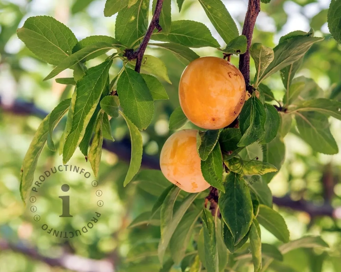 Prunus domestica 'Aprimira' - halfstam