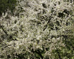 Prunus domestica 'Aprimira' - halfstam