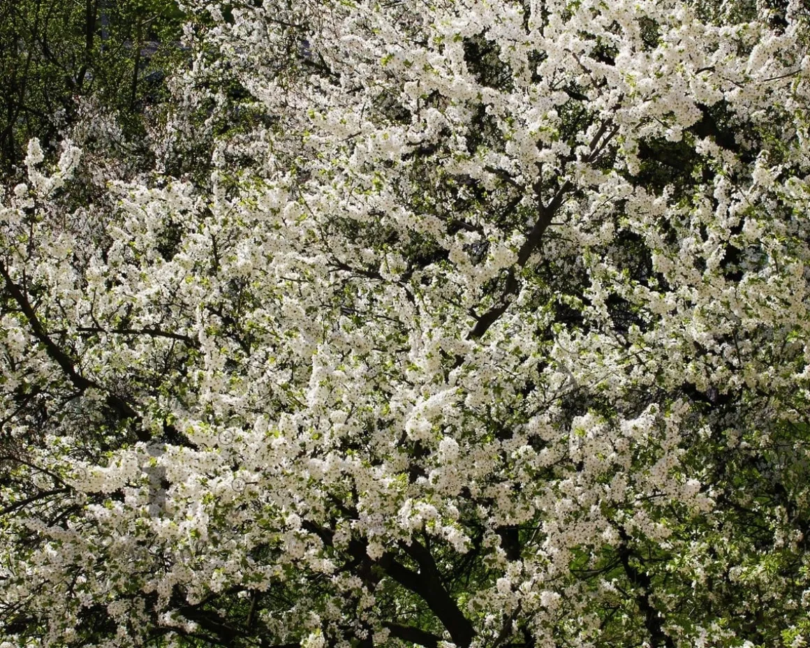 Prunus domestica 'Aprimira' - halfstam