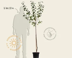Prunus domestica 'Aprimira' - halfstam