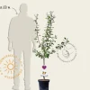 Prunus domestica 'Aprimira' - laagstam