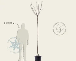 Prunus domestica 'Bleue de Belgique' - hoogstam