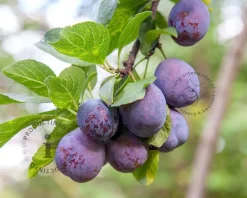 Prunus domestica 'Bleue de Belgique' - hoogstam