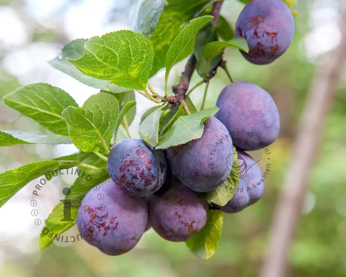 Prunus domestica 'Bleue de Belgique' - laagstam