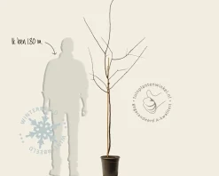 Prunus domestica 'Bleue de Belgique' - halfstam
