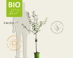 Prunus domestica 'Czar' - BIO laagstam