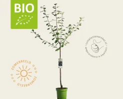 Prunus domestica 'Czar' - BIO laagstam