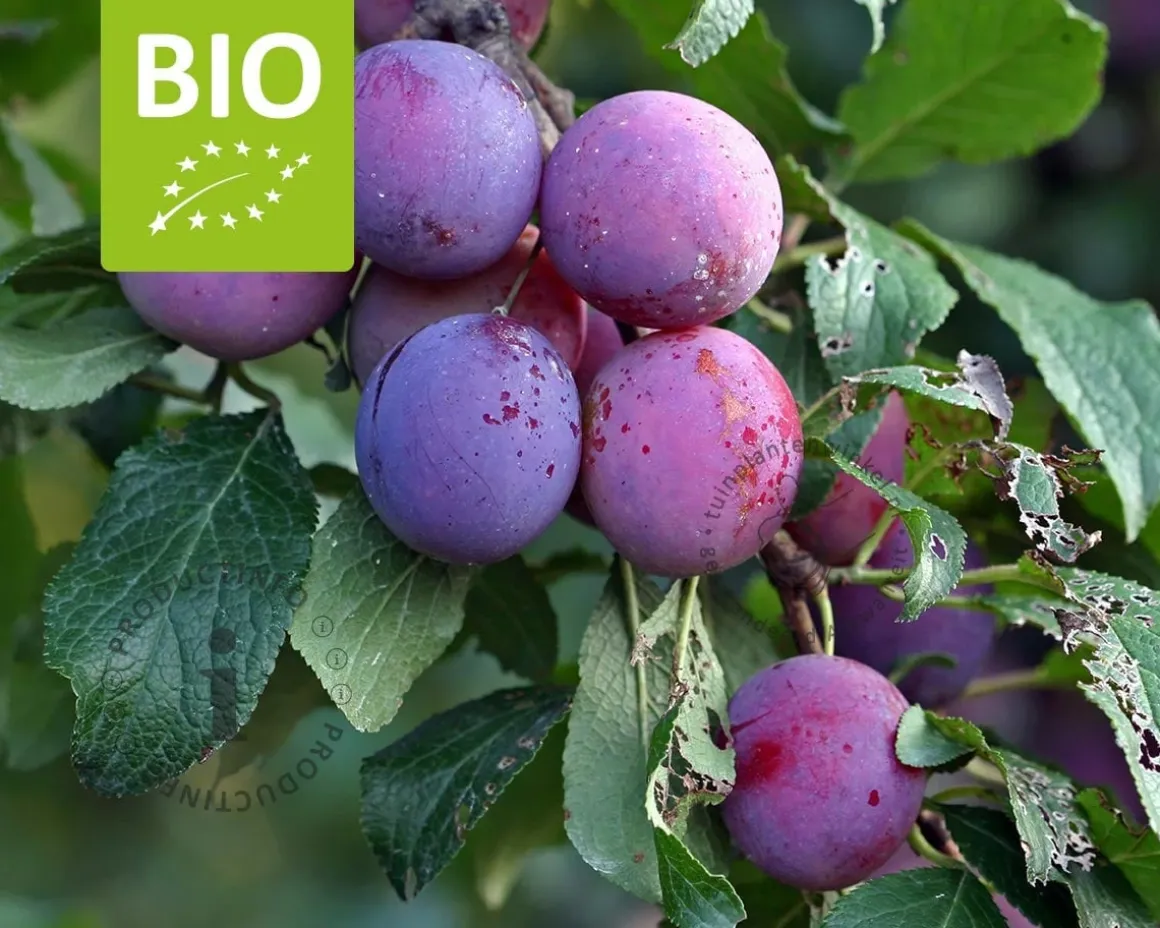 Prunus domestica 'Czar' - BIO mini