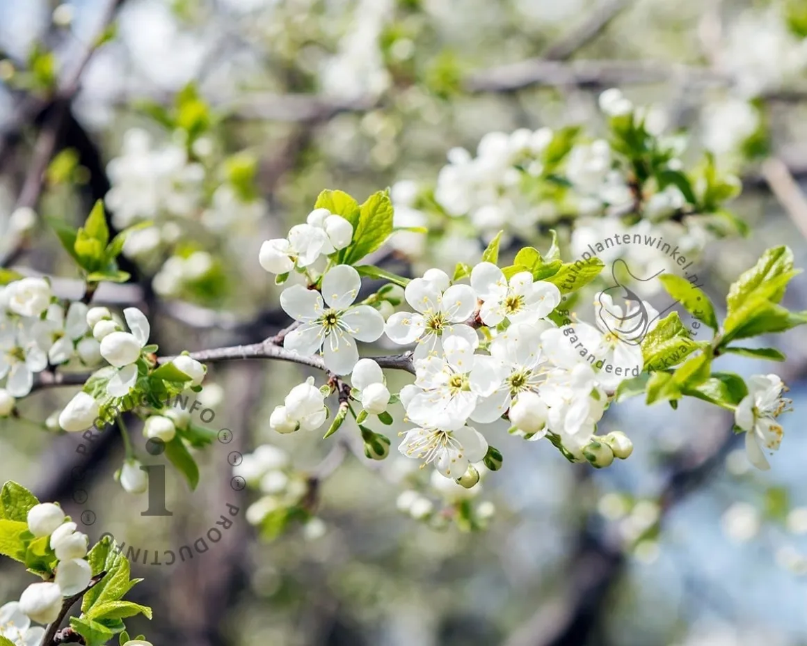 Prunus domestica 'Czar' - laagstam