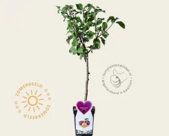 Prunus domestica 'Czar' - mini