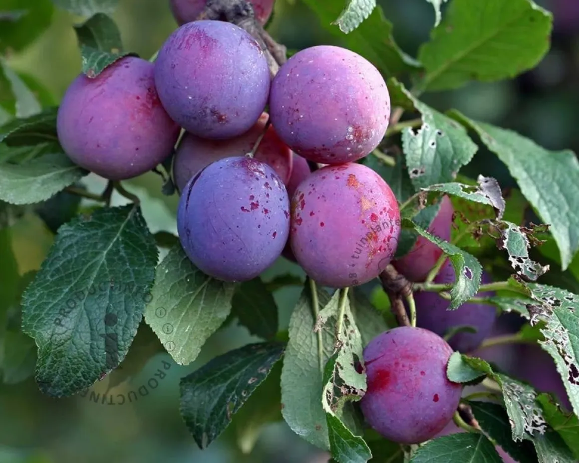 Prunus domestica 'Czar' - mini