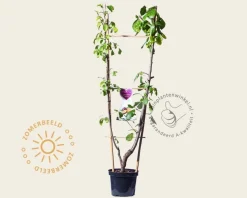Prunus domestica DUO 'Victoria & Opal'