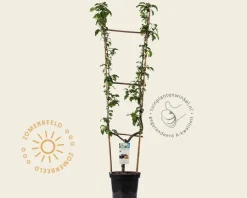 Prunus domestica 'Hauszwetsche' - U-vorm