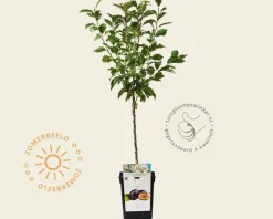 Prunus domestica 'Hauszwetsche' - mini