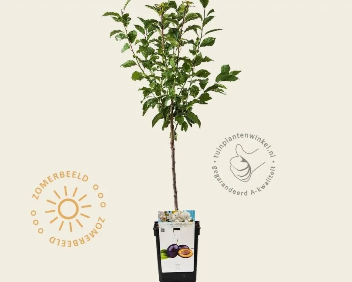 Prunus domestica 'Hauszwetsche' - mini