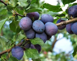 Prunus domestica 'Hauszwetsche' - mini