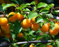 Prunus domestica 'Mirabelle de Nancy' - laagstam