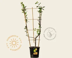 Prunus domestica 'Mirabelle de Nancy' - U-vorm