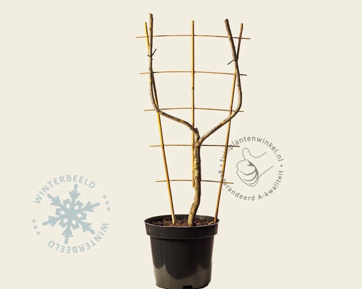 Prunus domestica 'Mirabelle de Nancy' - U-vorm