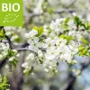 Prunus domestica 'Mirabelle de Nancy' - BIO laagstam