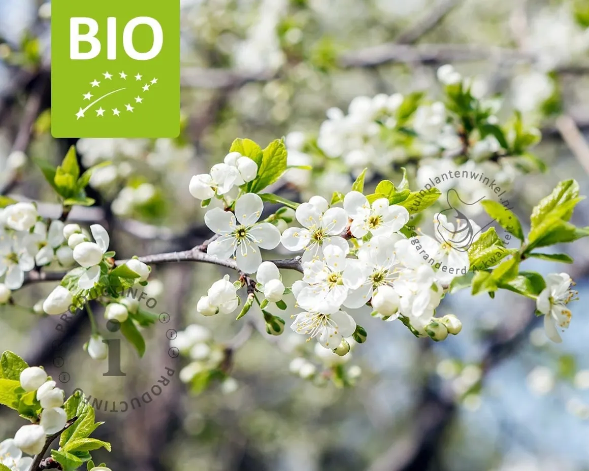 Prunus domestica 'Mirabelle de Nancy' - BIO laagstam