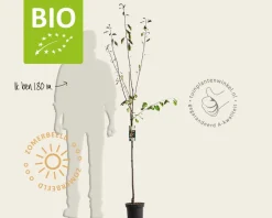 Prunus domestica 'Mirabelle de Nancy' - BIO halfstam