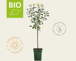 Prunus domestica 'Mirabelle de Nancy' - BIO mini