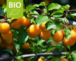 Prunus domestica 'Mirabelle de Nancy' - BIO mini