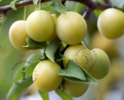 Prunus domestica 'Ontario' - halfstam