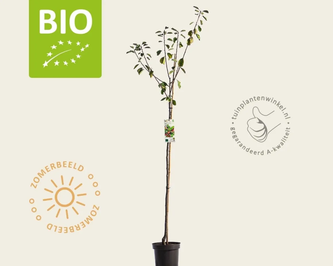 Prunus domestica 'Opal' - BIO halfstam