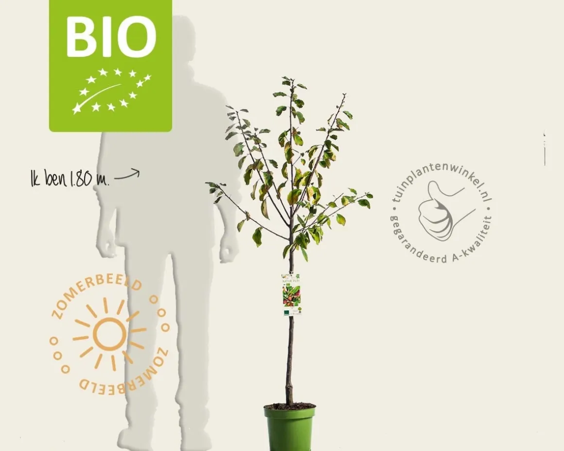 Prunus domestica 'Opal' - BIO laagstam