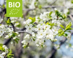 Prunus domestica 'Opal' - BIO laagstam