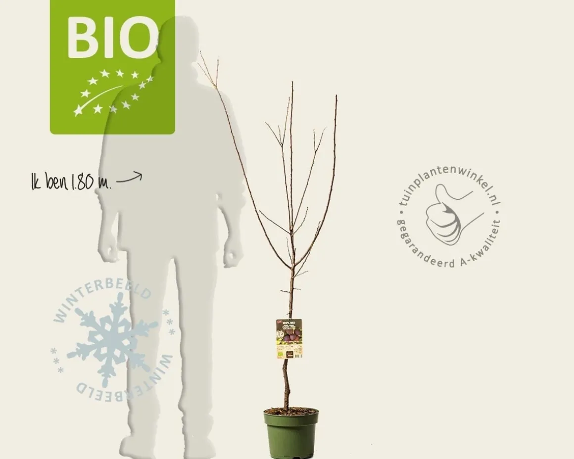 Prunus domestica 'Opal' - BIO laagstam