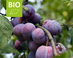 Prunus domestica 'Opal' - BIO mini