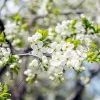 Prunus domestica 'Opal' - dubbele U-vorm