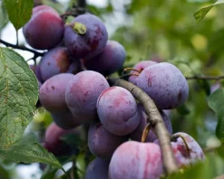 Prunus domestica 'Opal' - laagstam
