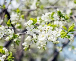Prunus domestica 'Opal' - lei-vorm