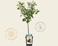 Prunus domestica 'Opal' - mini