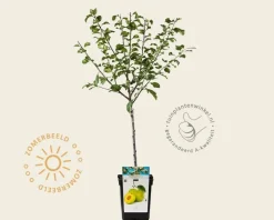 Prunus domestica 'Reine Claude Verte' - mini