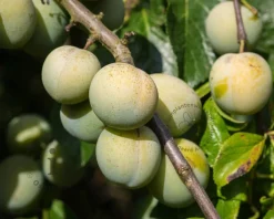 Prunus domestica 'Reine Claude Verte' - laagstam