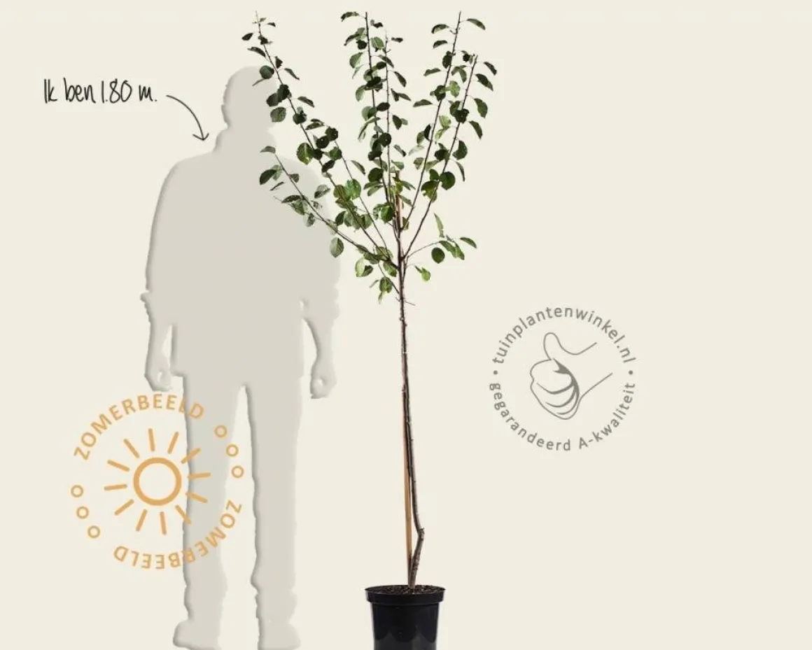 Prunus domestica 'Reine Claude D'Oullins' - halfstam