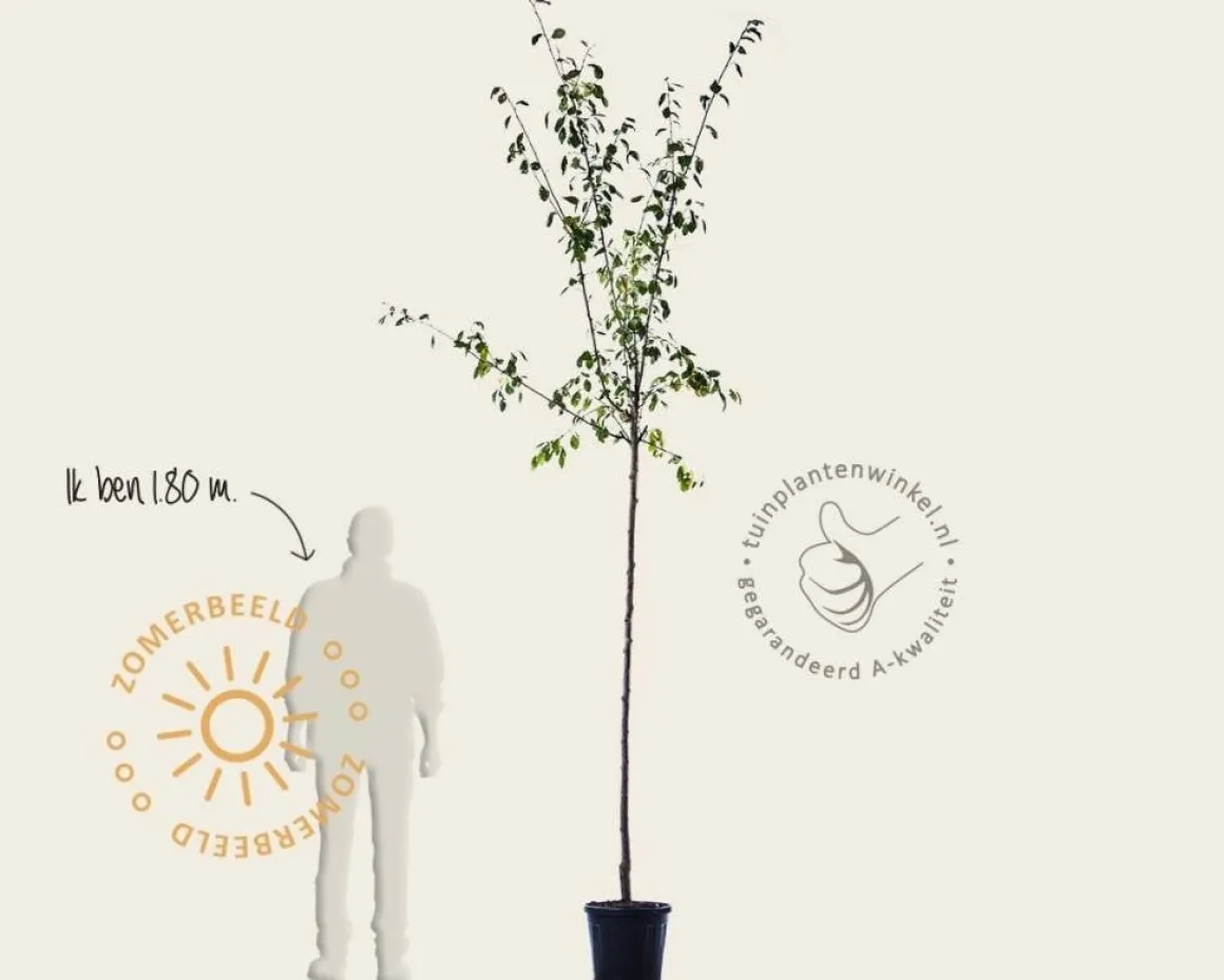Prunus domestica 'Reine Claude D'Oullins' - hoogstam