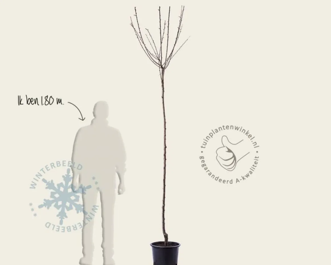 Prunus domestica 'Reine Claude Verte' - hoogstam